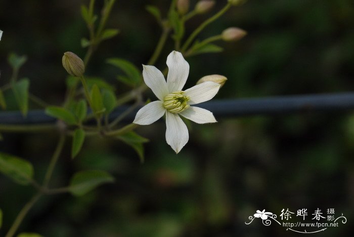 秦岭铁线莲Clematis obscura 秦岭铁线莲Clematis obscura