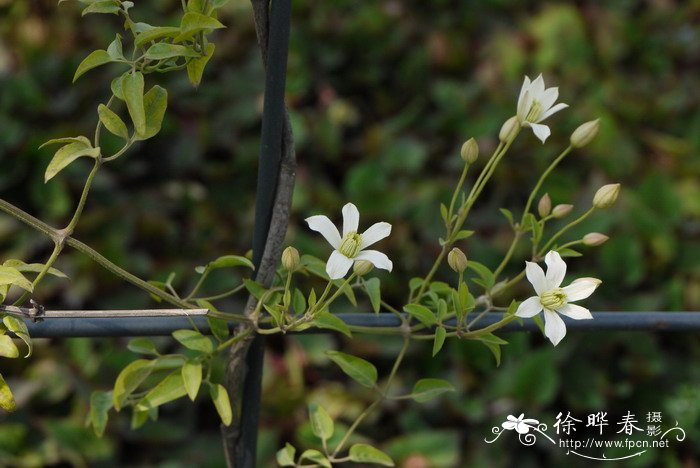 秦岭铁线莲Clematis obscura 秦岭铁线莲Clematis obscura