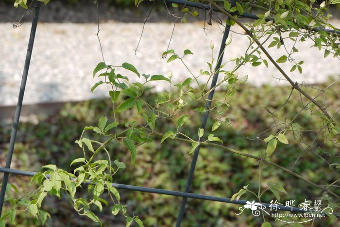 秦岭铁线莲Clematis obscura 秦岭铁线莲Clematis obscura