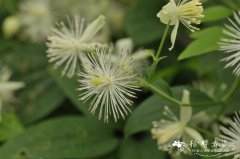 杨子铁线莲Clematis puberula var. ganpiniana