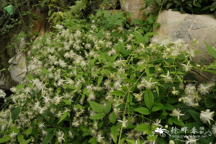 杨子铁线莲Clematis puberula var. ganpiniana 杨子铁线莲Clematis puberula var. ganpiniana