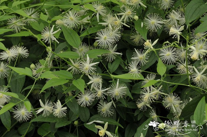 杨子铁线莲Clematis puberula var. ganpiniana
