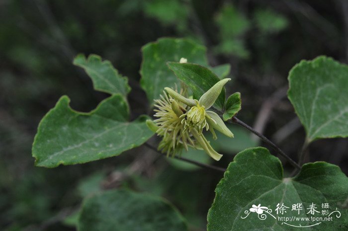 陕西铁线莲Clematis shensiensis 陕西铁线莲Clematis shensiensis