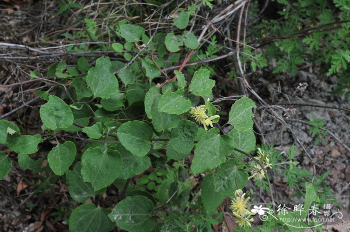 陕西铁线莲Clematis shensiensis 陕西铁线莲Clematis shensiensis