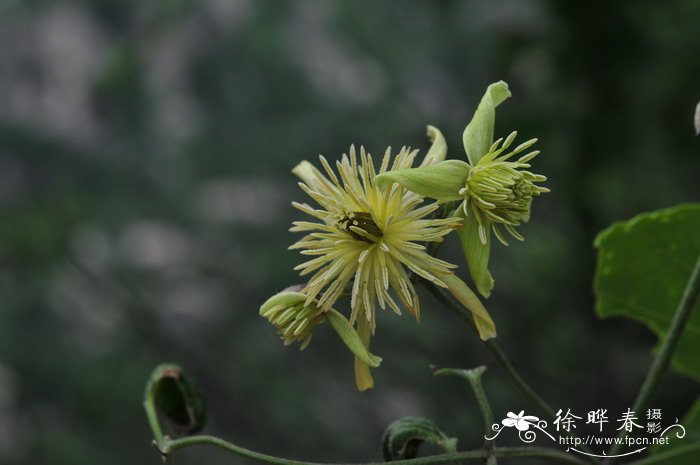 陕西铁线莲Clematis shensiensis 陕西铁线莲Clematis shensiensis