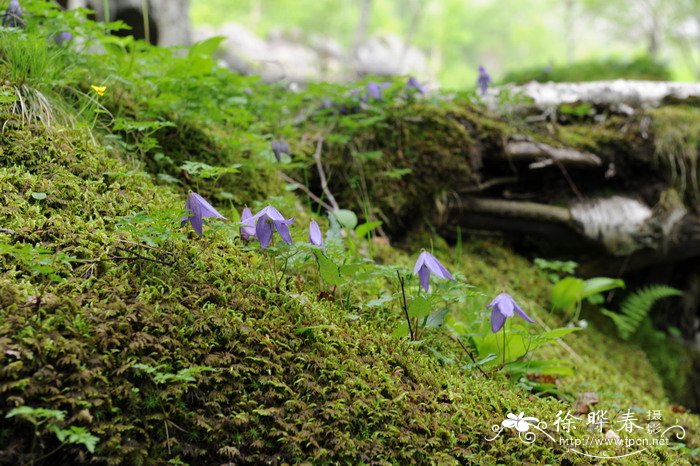半钟铁线莲Clematis sibirica var. ochotensis 半钟铁线莲Clematis sibirica var. ochotensis