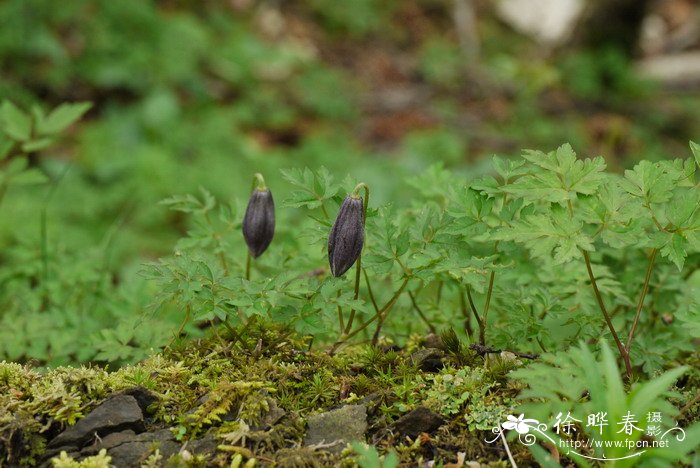 半钟铁线莲Clematis sibirica var. ochotensis