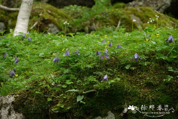 半钟铁线莲Clematis sibirica var. ochotensis