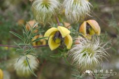 西藏铁线莲Clematis tenuifolia