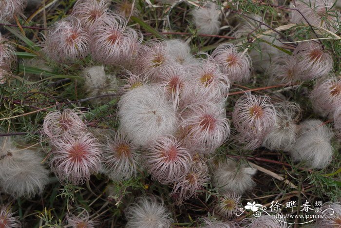 西藏铁线莲Clematis tenuifolia