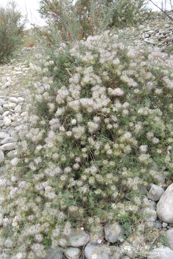西藏铁线莲Clematis tenuifolia 西藏铁线莲Clematis tenuifolia