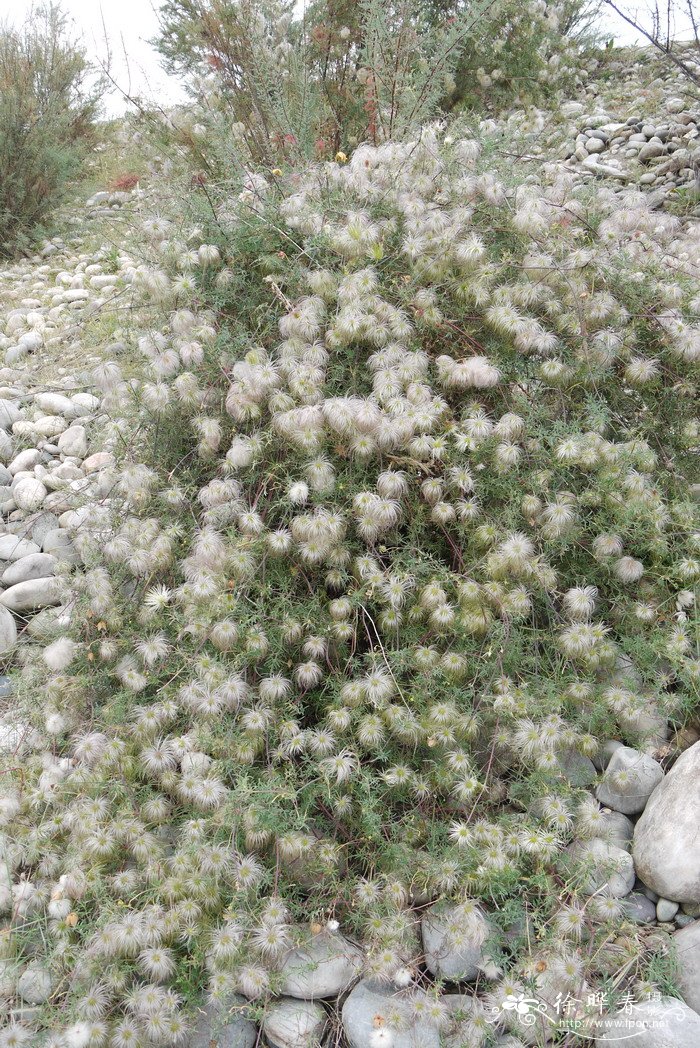 西藏铁线莲Clematis tenuifolia