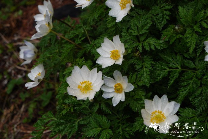 短柱侧金盏花Adonis davidii