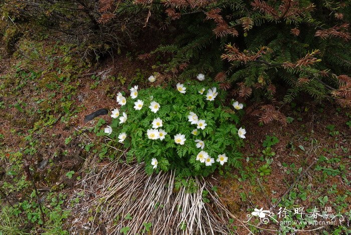 短柱侧金盏花Adonis davidii 短柱侧金盏花Adonis davidii