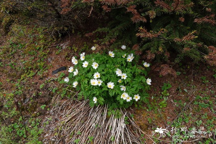 短柱侧金盏花Adonis davidii