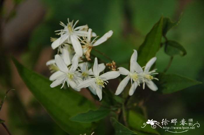 辣蓼铁线莲Clematis terniflora var. mandshurica