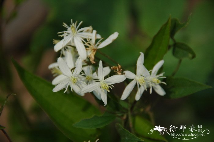 辣蓼铁线莲Clematis terniflora var. mandshurica 辣蓼铁线莲Clematis terniflora var. mandshurica