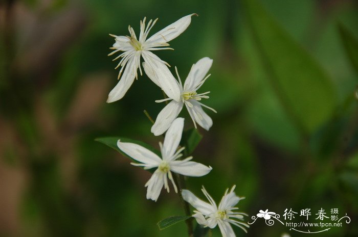 辣蓼铁线莲Clematis terniflora var. mandshurica