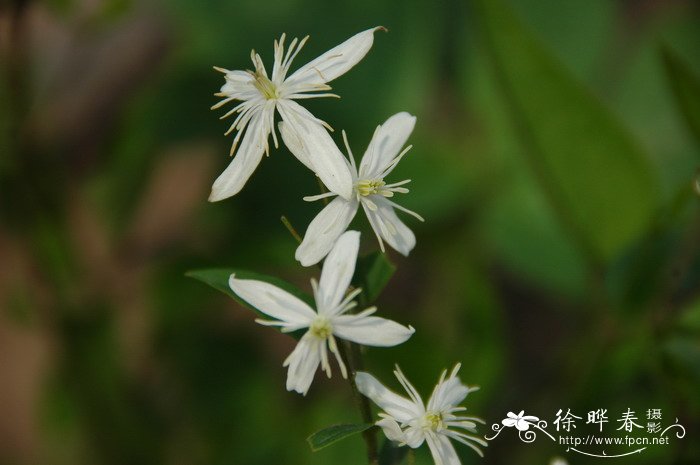 辣蓼铁线莲Clematis terniflora var. mandshurica 辣蓼铁线莲Clematis terniflora var. mandshurica