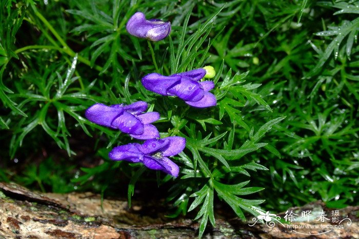 长白乌头Aconitum tschangbaischanense 长白乌头Aconitum tschangbaischanense