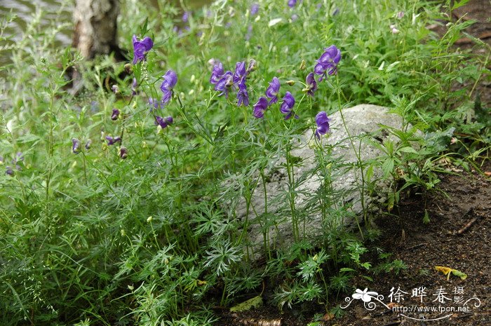 长白乌头Aconitum tschangbaischanense 长白乌头Aconitum tschangbaischanense