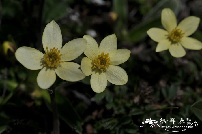 条叶银莲花Anemone coelestina var. linearis 条叶银莲花Anemone coelestina var. linearis