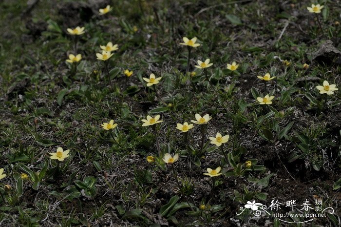 条叶银莲花Anemone coelestina var. linearis