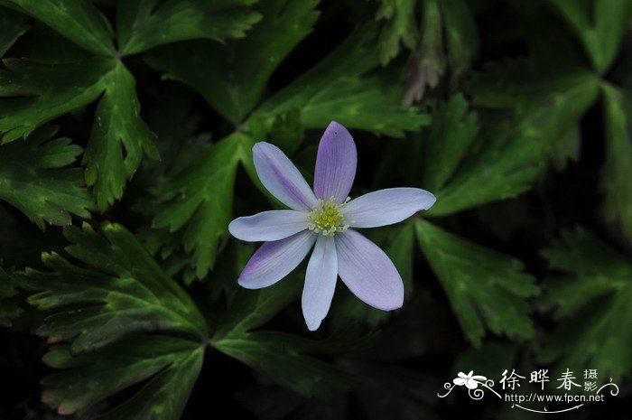 鹅掌草Anemone flaccida 鹅掌草Anemone flaccida