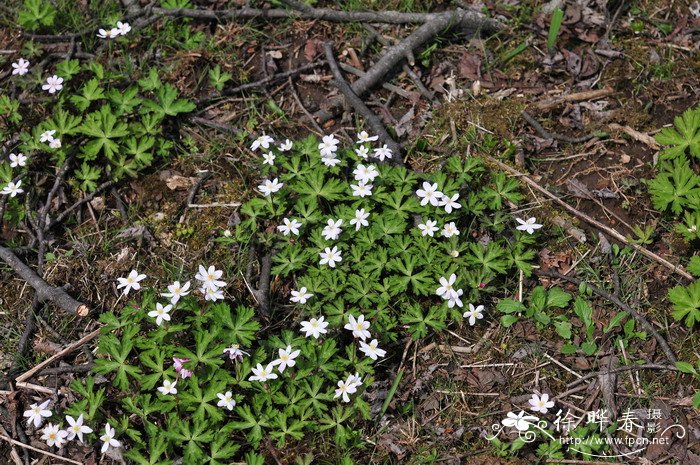 鹅掌草Anemone flaccida 鹅掌草Anemone flaccida