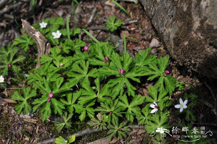 鹅掌草Anemone flaccida 鹅掌草Anemone flaccida