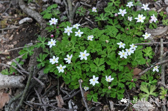 鹅掌草Anemone flaccida 鹅掌草Anemone flaccida