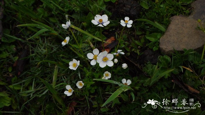 疏齿银莲花Anemone geum subsp. ovalifolia 疏齿银莲花Anemone geum subsp. ovalifolia