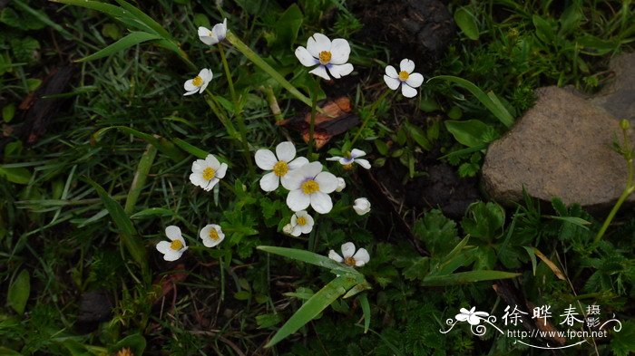 疏齿银莲花Anemone geum subsp. ovalifolia 疏齿银莲花Anemone geum subsp. ovalifolia