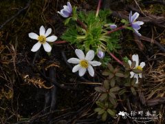 钝裂银莲花Anemone obtusiloba