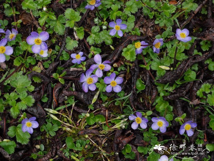 钝裂银莲花Anemone obtusiloba 钝裂银莲花Anemone obtusiloba