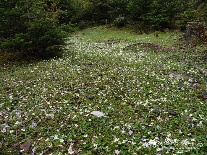 钝裂银莲花Anemone obtusiloba 钝裂银莲花Anemone obtusiloba