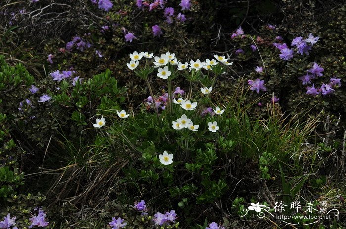 太白银莲花Anemone taipaiensis 太白银莲花Anemone taipaiensis
