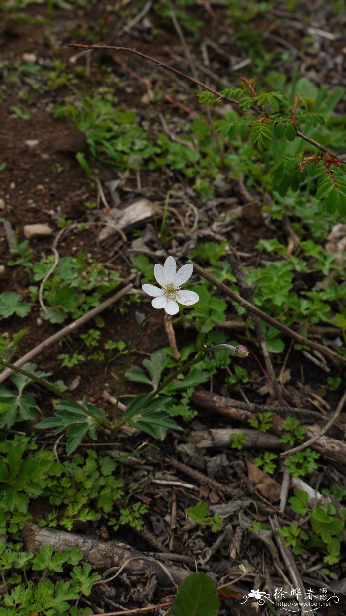 小花草玉梅Anemone rivularis var. flore-minore 小花草玉梅Anemone rivularis var. flore-minore