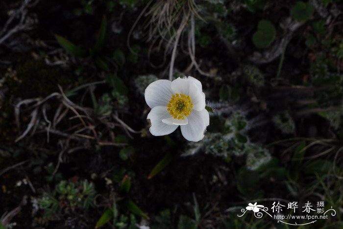 岩生银莲花Anemone rupicola 岩生银莲花Anemone rupicola