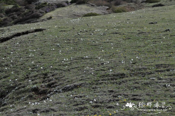 岩生银莲花Anemone rupicola 岩生银莲花Anemone rupicola