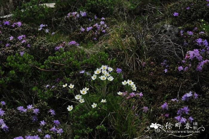 太白银莲花Anemone taipaiensis 太白银莲花Anemone taipaiensis