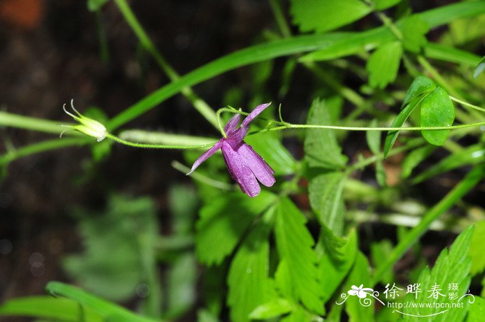 无距耧斗菜Aquilegia ecalcarata