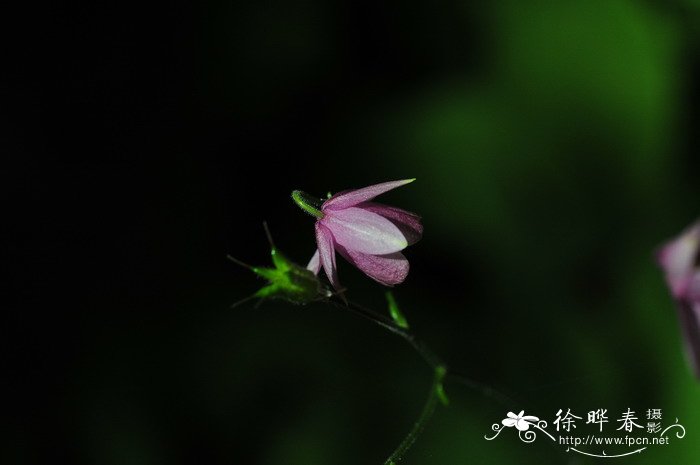 无距耧斗菜Aquilegia ecalcarata 无距耧斗菜Aquilegia ecalcarata