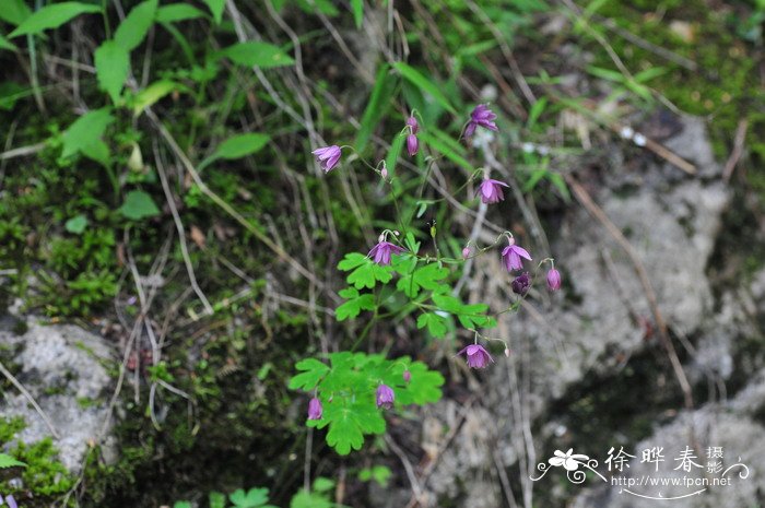 无距耧斗菜Aquilegia ecalcarata 无距耧斗菜Aquilegia ecalcarata