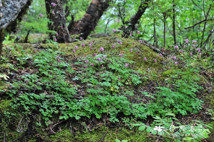 无距耧斗菜Aquilegia ecalcarata 无距耧斗菜Aquilegia ecalcarata