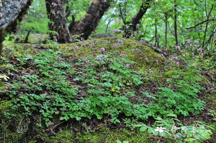 无距耧斗菜Aquilegia ecalcarata