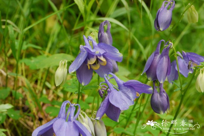 长白耧斗菜Aquilegia japonica