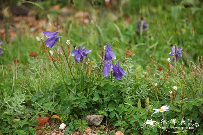 长白耧斗菜Aquilegia japonica