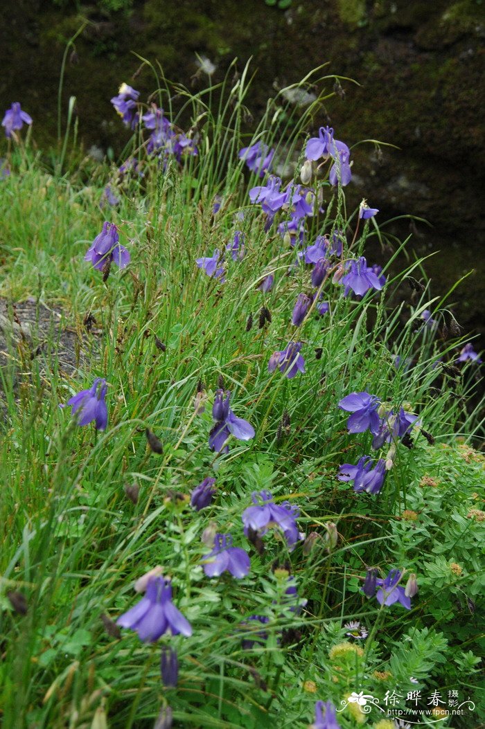 长白耧斗菜Aquilegia japonica 长白耧斗菜Aquilegia japonica