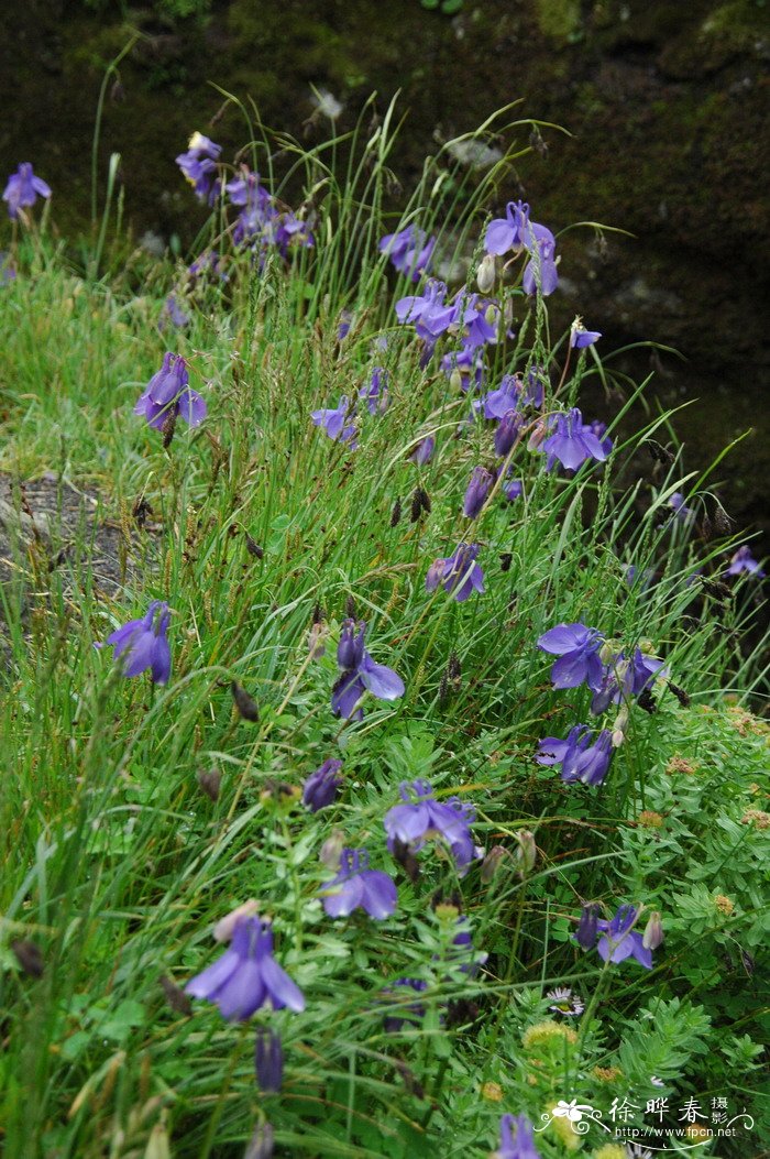 长白耧斗菜Aquilegia japonica